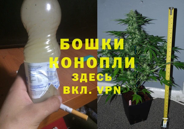 шишки Белокуриха