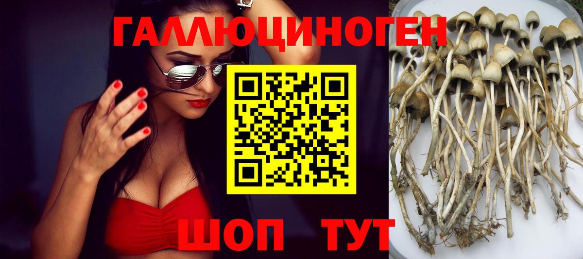 Псилоцибиновые грибы Psilocybine cubensis Обь
